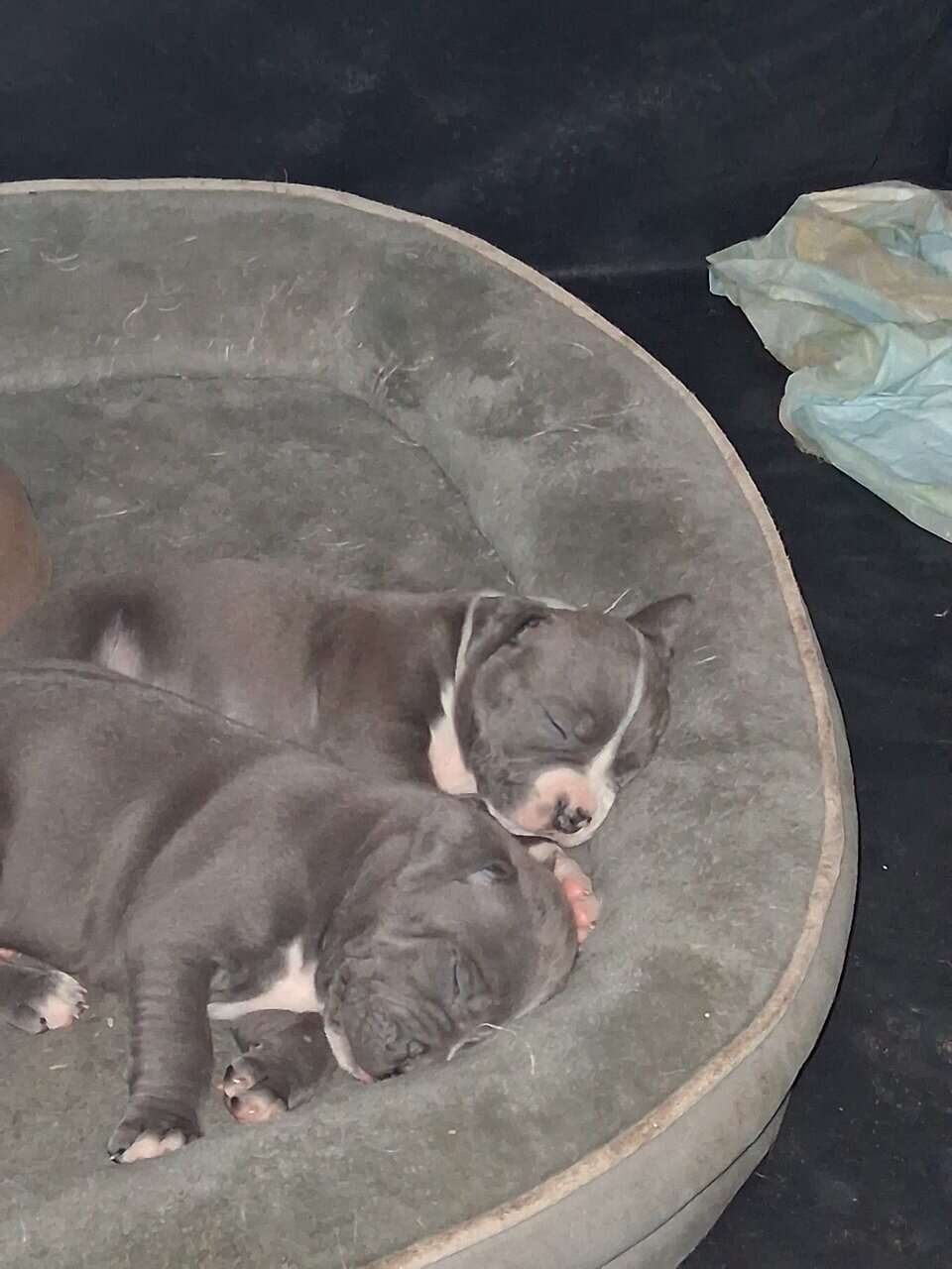 8 American bully/Staffordshire terrier puppies image 5