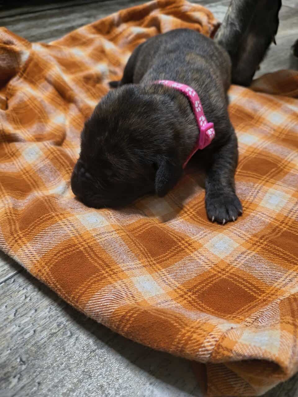 English Mastiff Puppies image 2