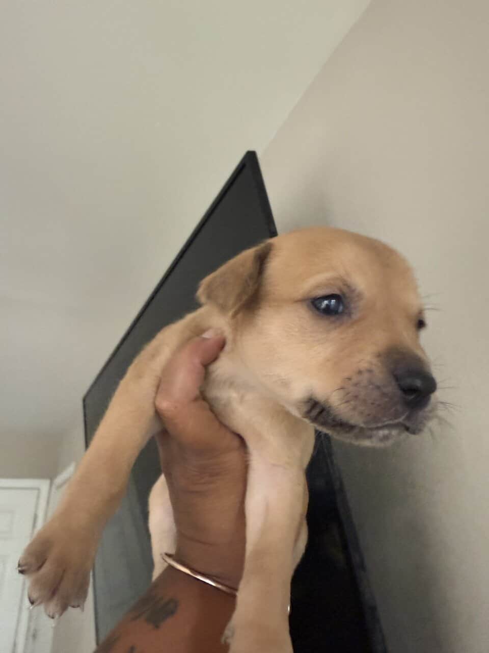 Puppies looking for new home (Males) image 10