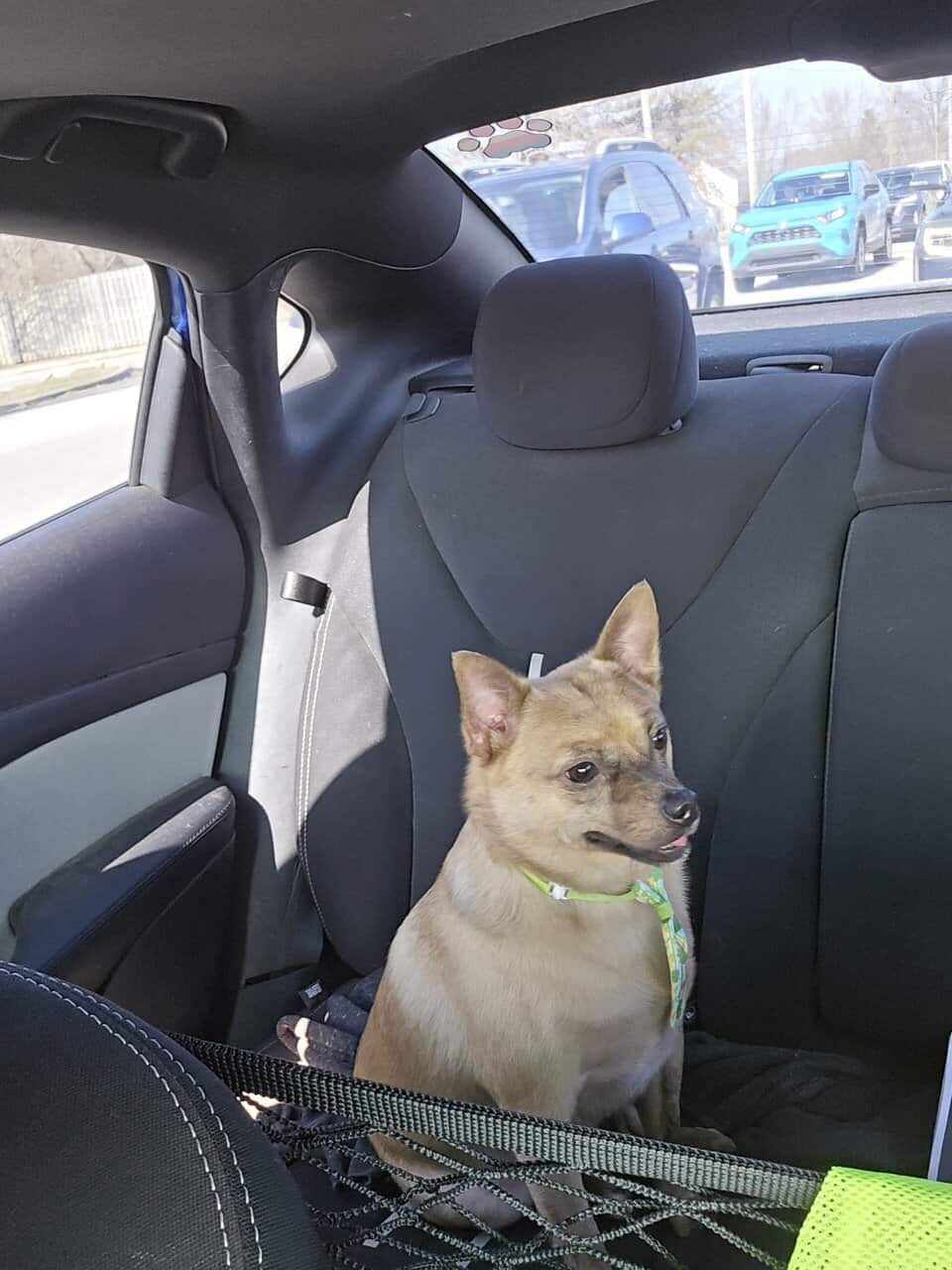 MEET SCOUT! image 6