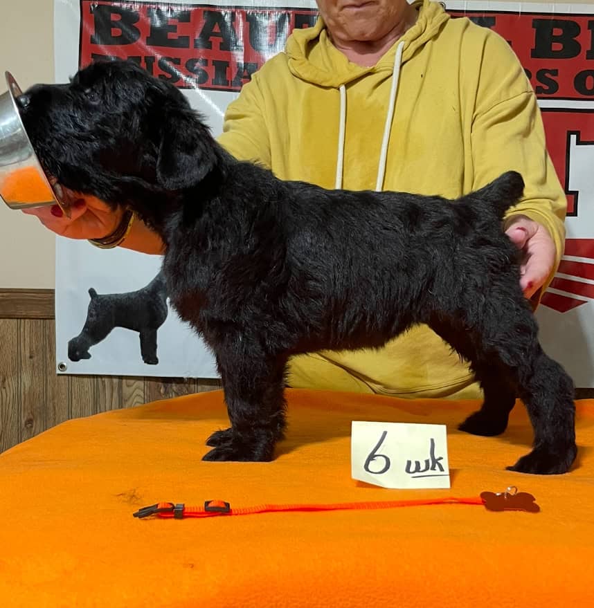 Beautiful Black BRT Litter "L" image 2