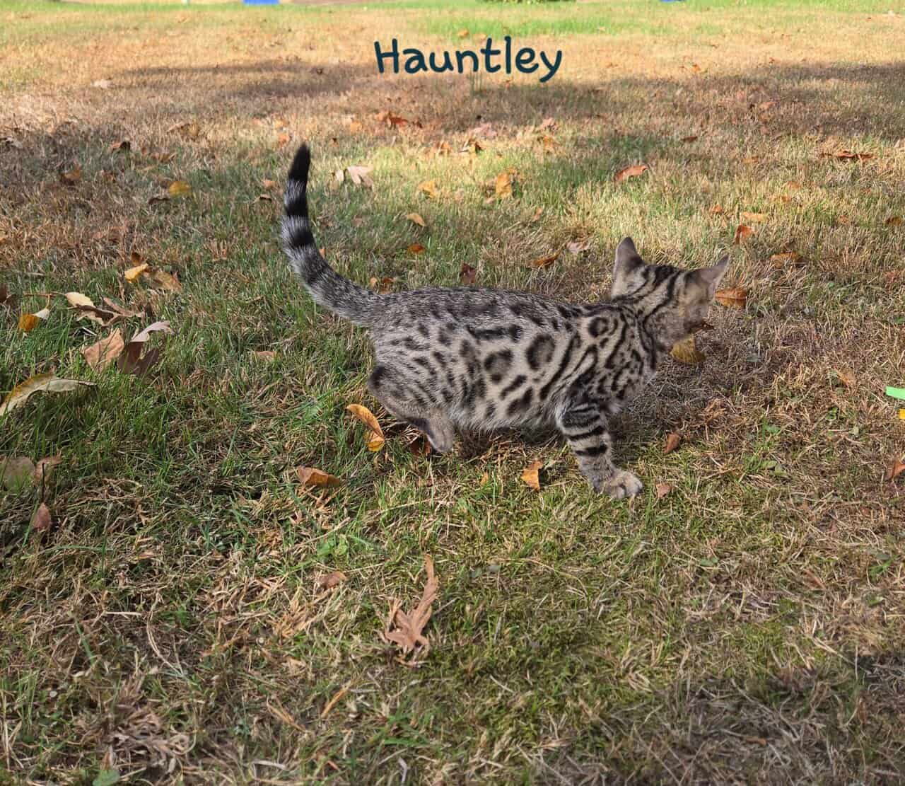 Hauntley image 4