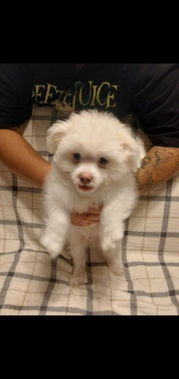 Pomeranian maltese image 2