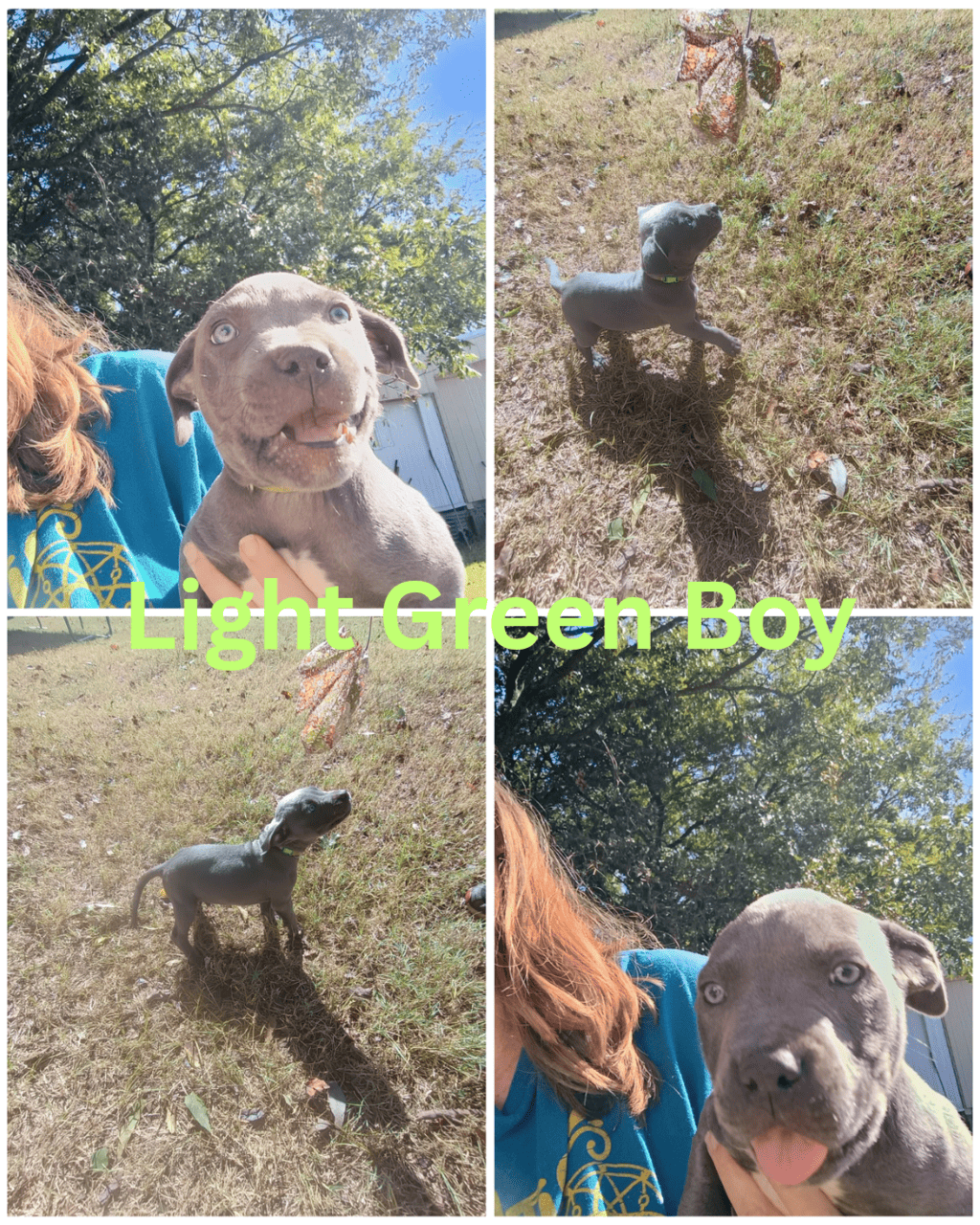Blue nose Pitbull puppies image 1