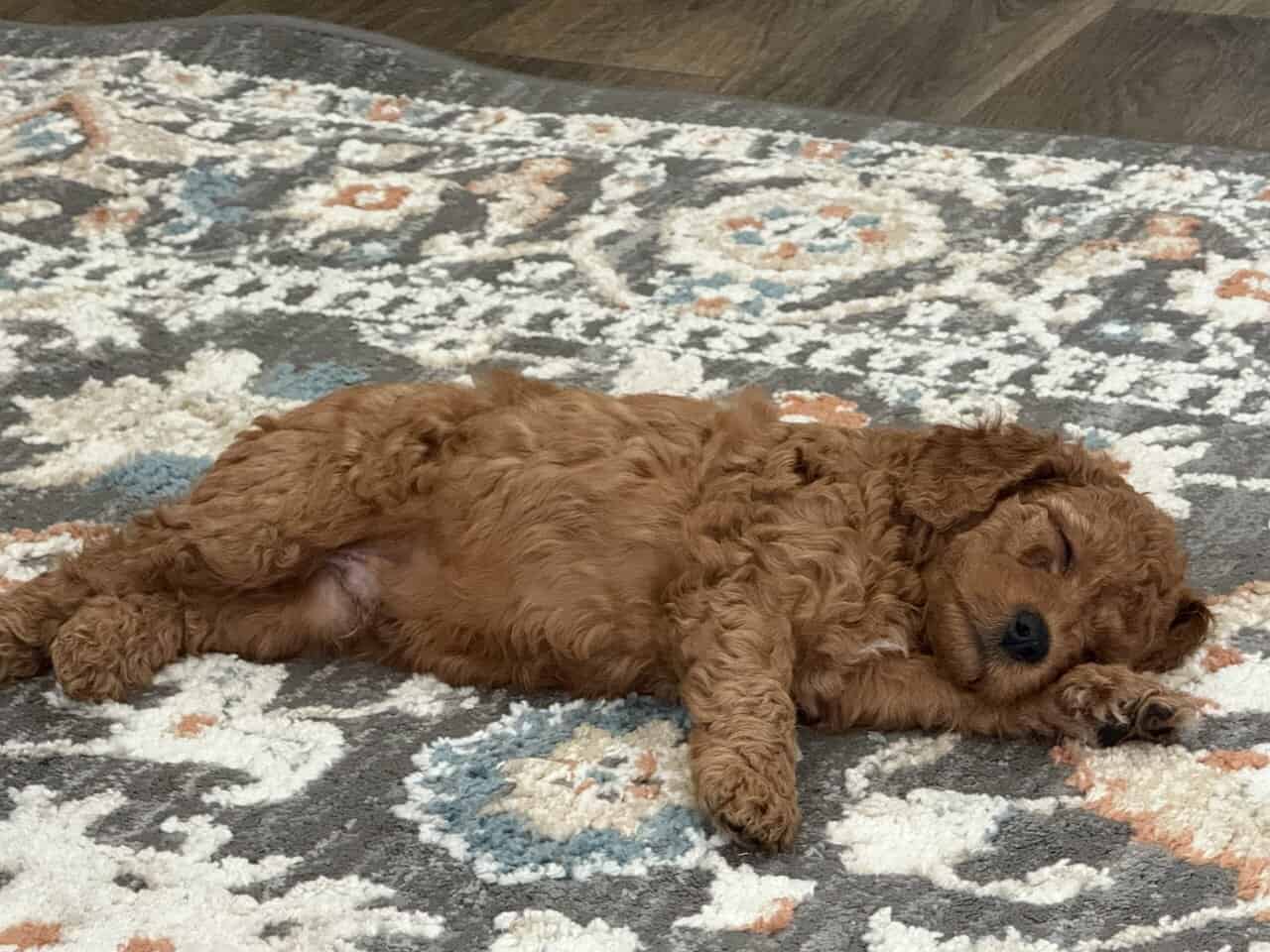 Mini Goldendoodle puppies image 6