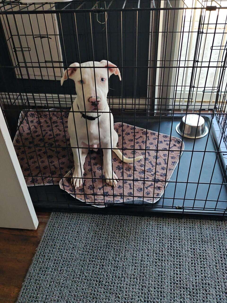 Selling my pitbull for $250 is 4 months image 2