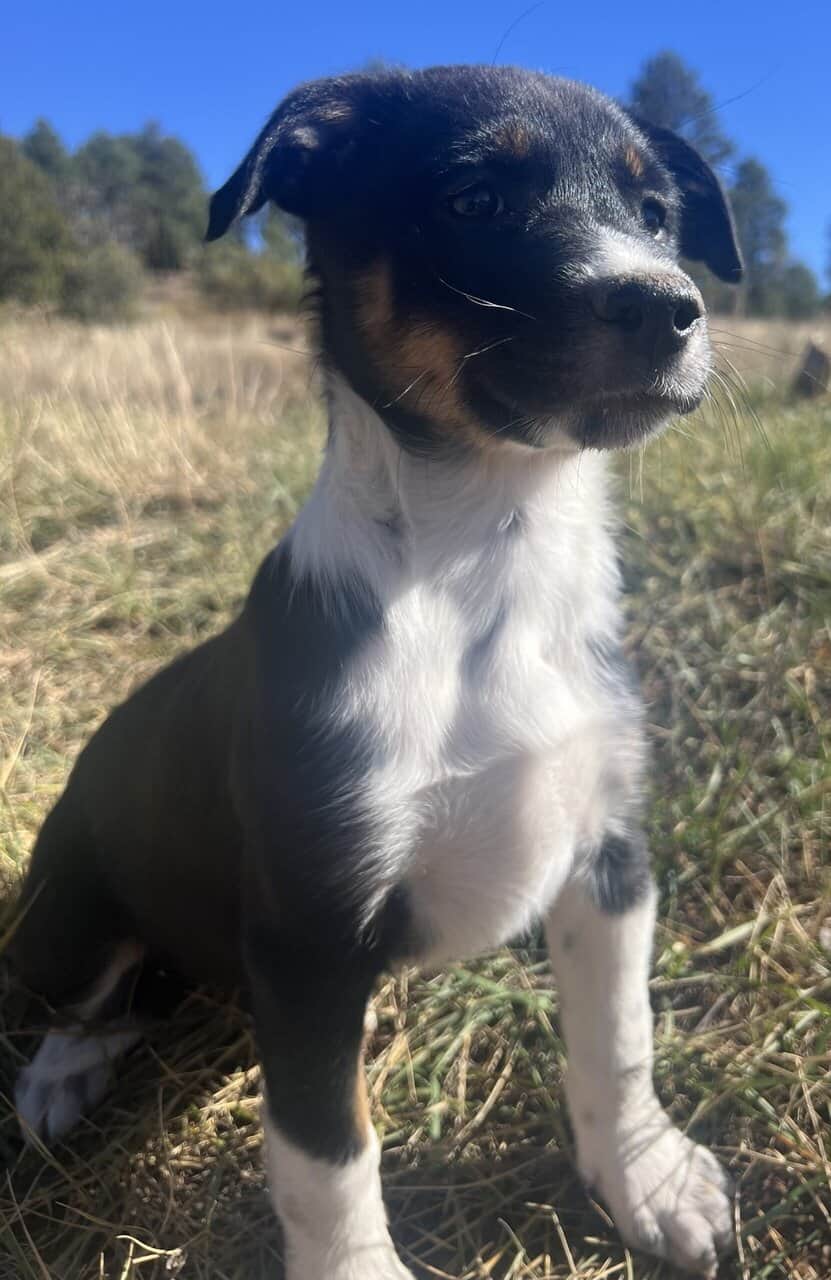 Ranch Pup- Girl 2 image 1