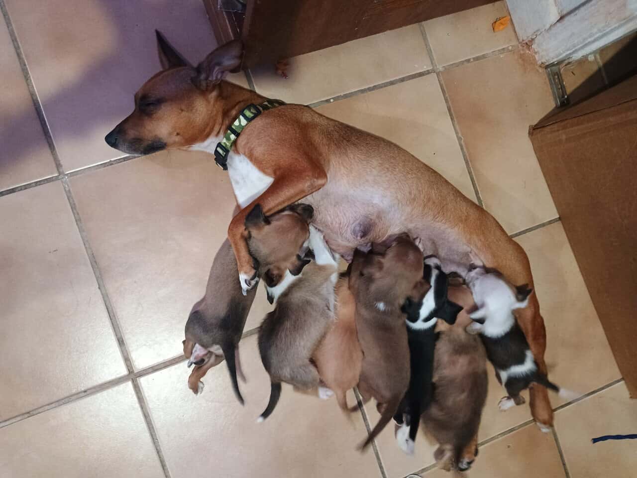 Jackapoo puppies image 6