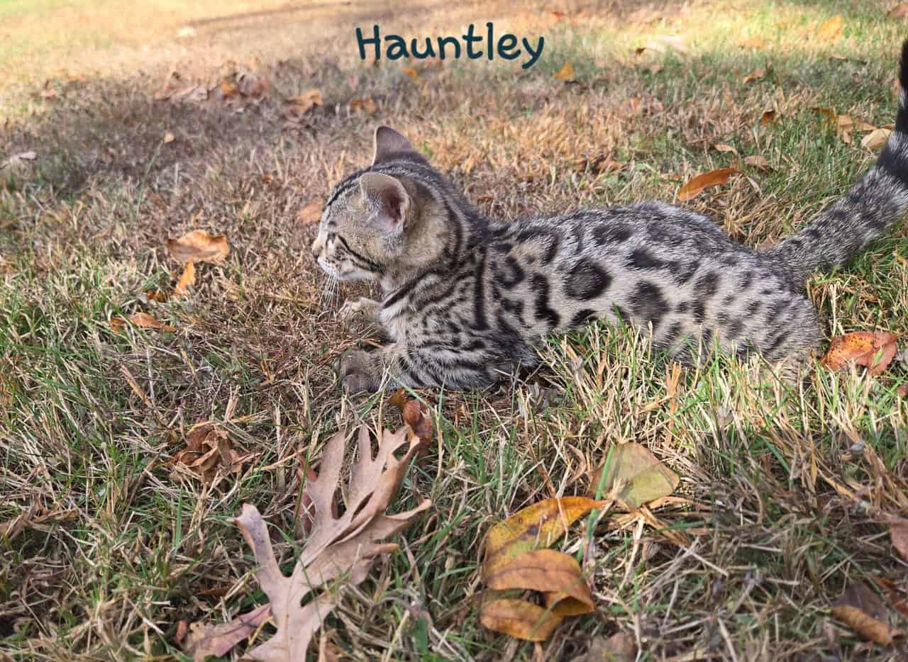 Hauntley image 2