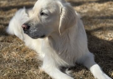 Hermsmeier’s Blue: Stud dog
