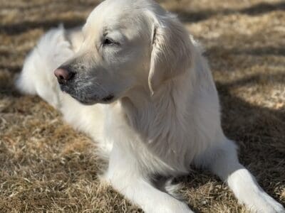 Hermsmeier’s Blue: Stud dog
