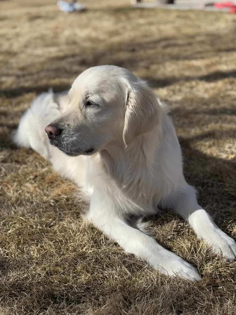 Hermsmeier’s Blue: Stud dog image 1