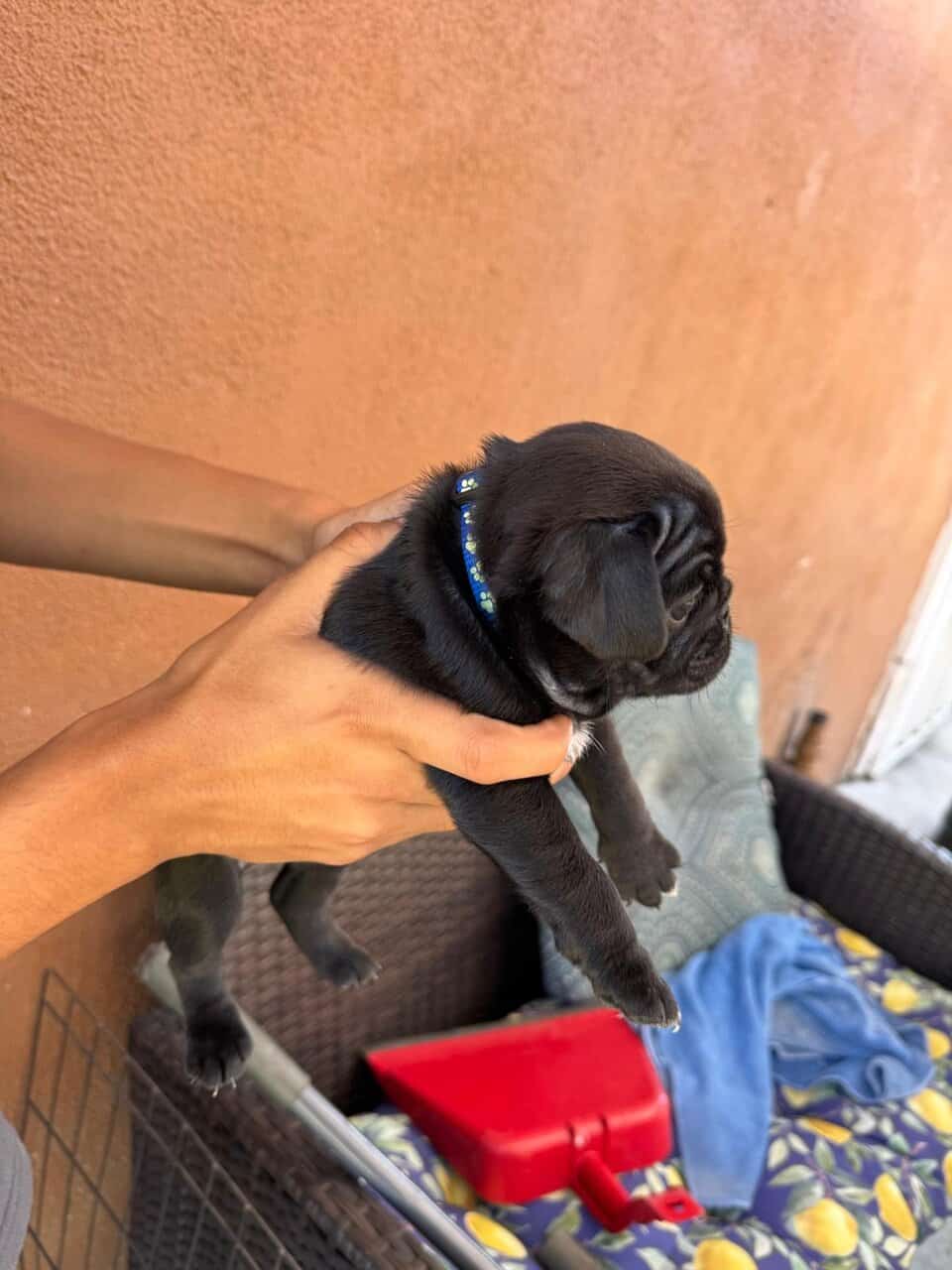 4 pug puppies image 5