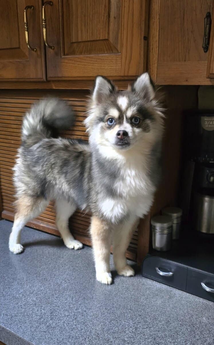 💙 Pomsky Lovers — Rare Opportunity, Unbeatable Pr image 13