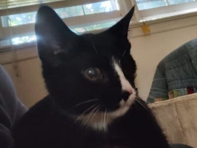 Rescue kittens in need of a good home!