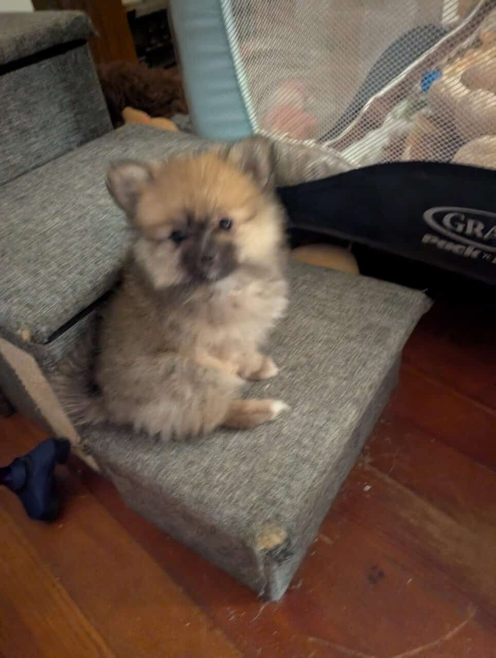 Pom baby image 2