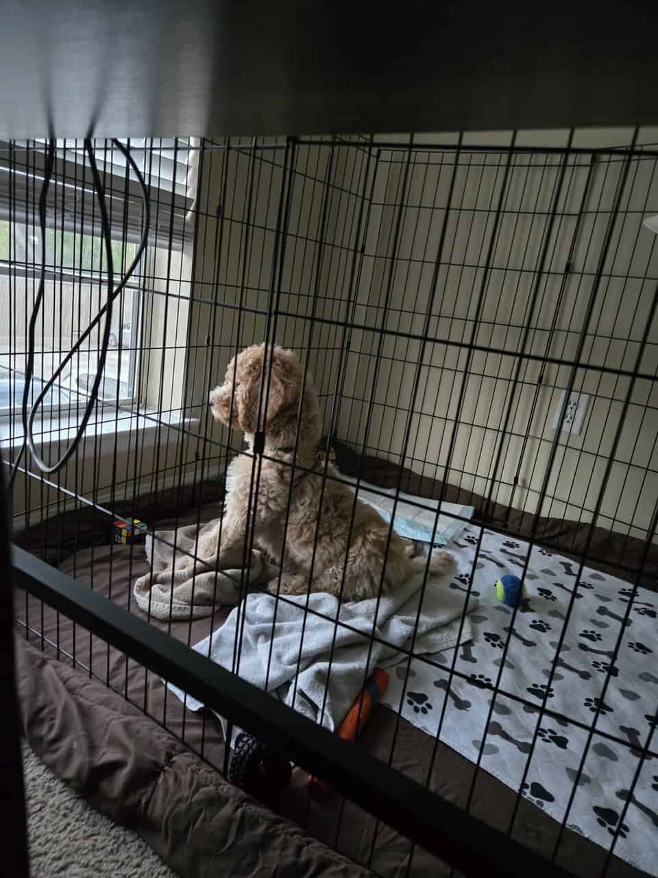 Standard Goldendoodle Puppy + Starter Kit/Supplies image 5