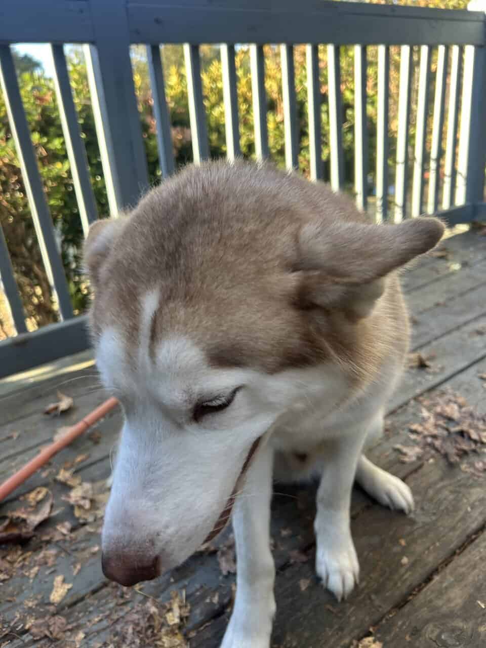 Siberian Husky for sale! image 3