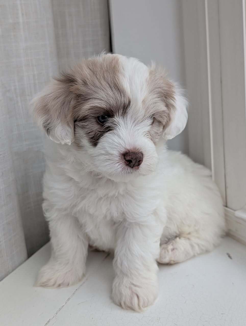 Miniature Aussiedoodles image 4