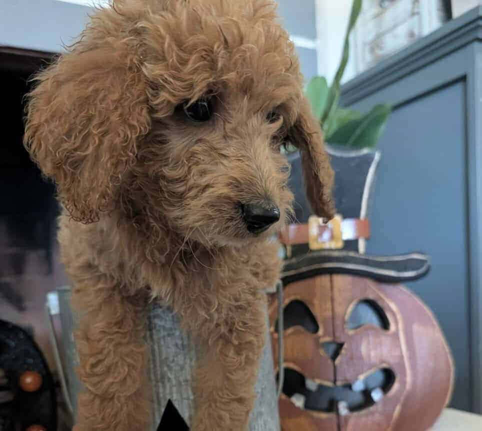 Double doodle puppies image 1