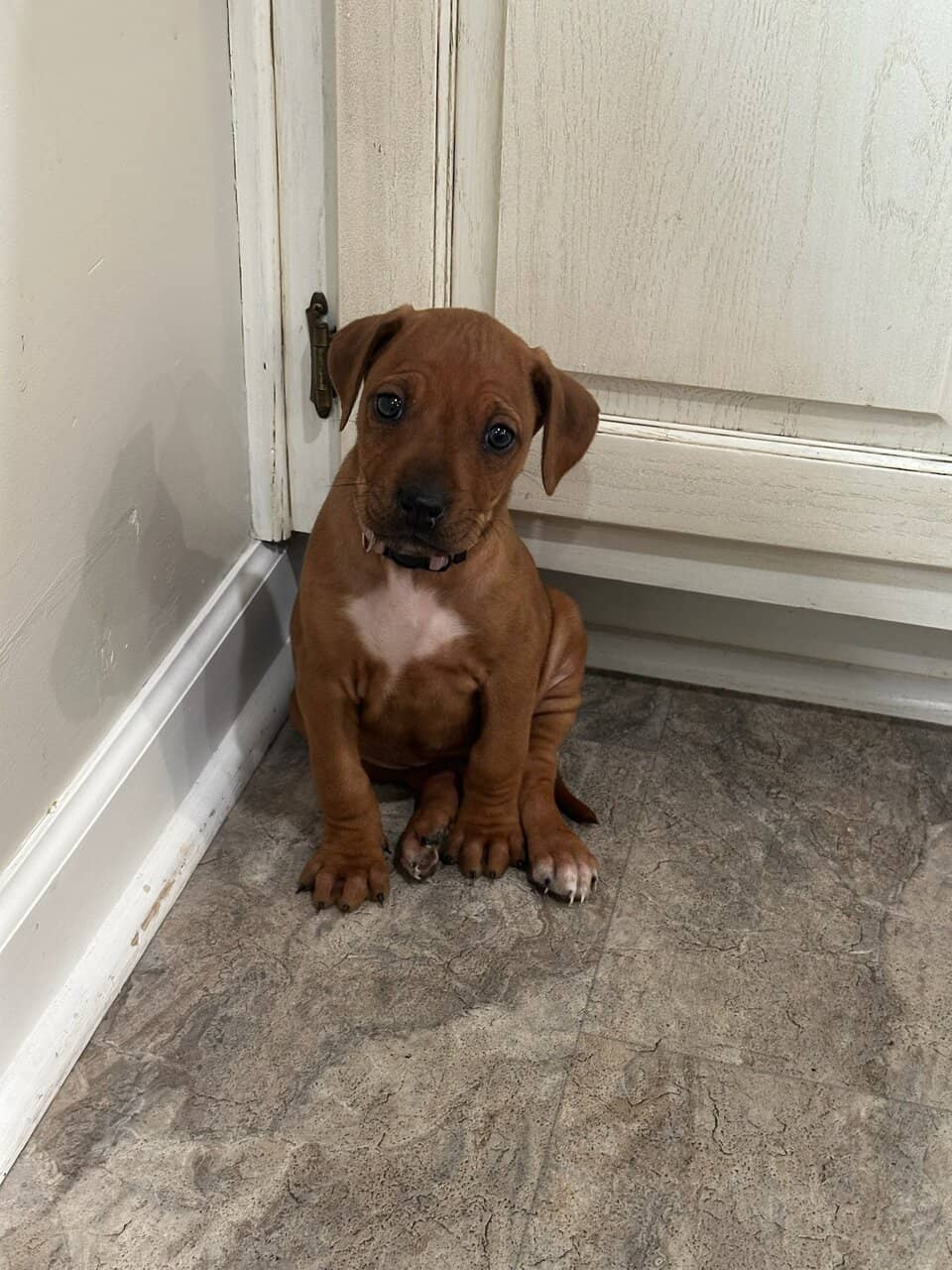 AKC Rhodesian Ridgeback Puppies Available image 13
