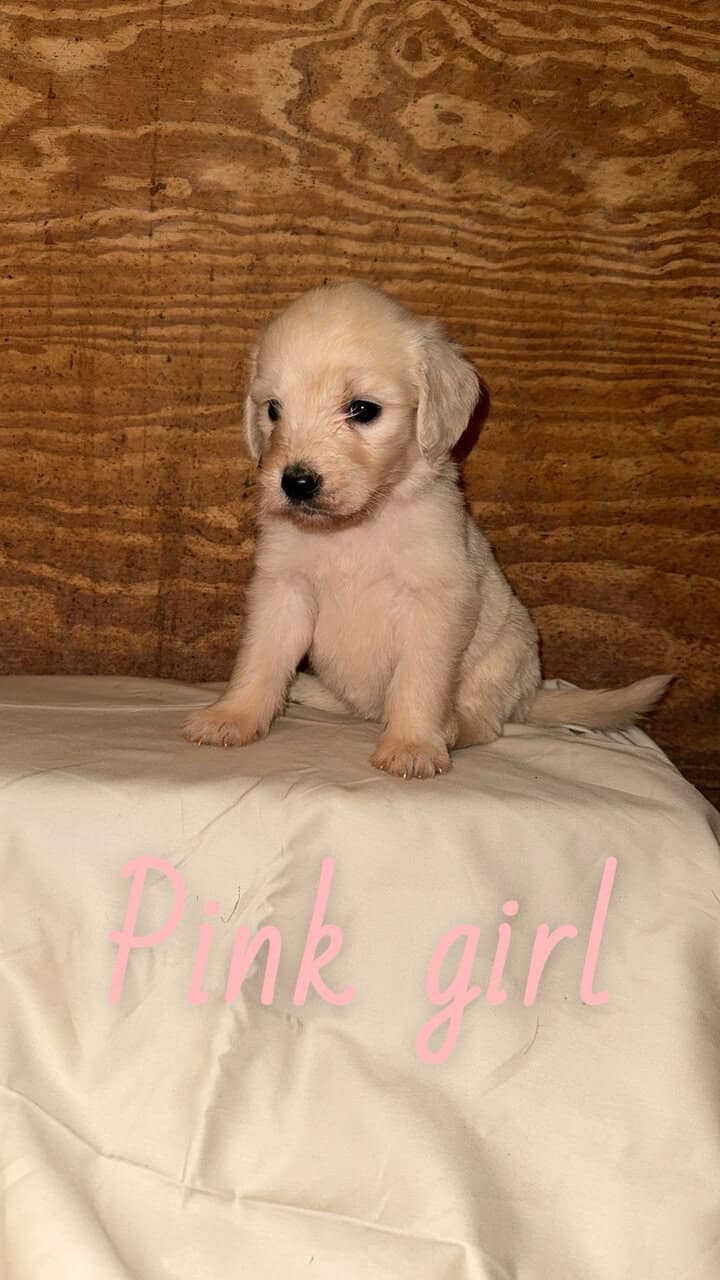 F1 Goldendoodle Puppies image 6