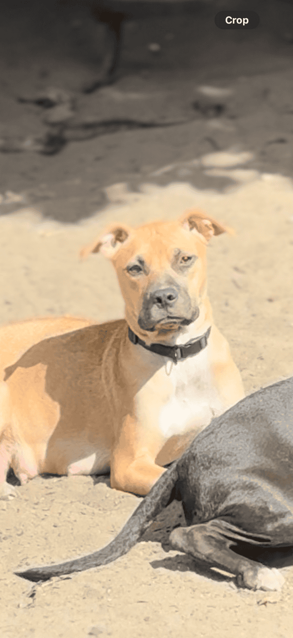 Puppies ready for new home ( black mouth cur/ pit image 1