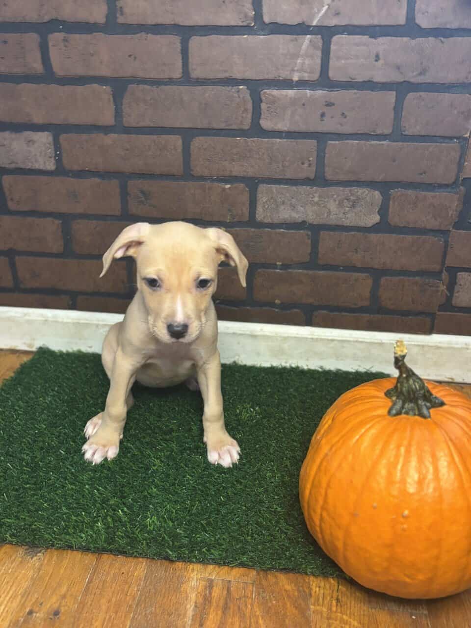 Rehome Puppies 🩷 image 6