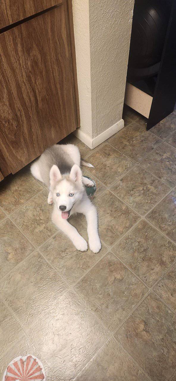 Husky Puppy image 1