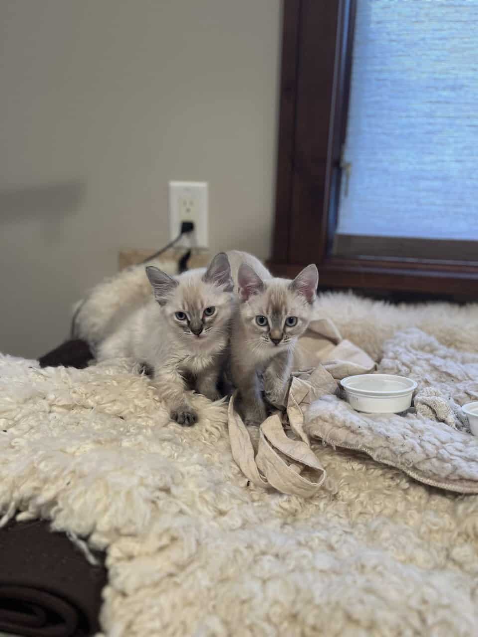 Adorable Pointed Kittens image 2