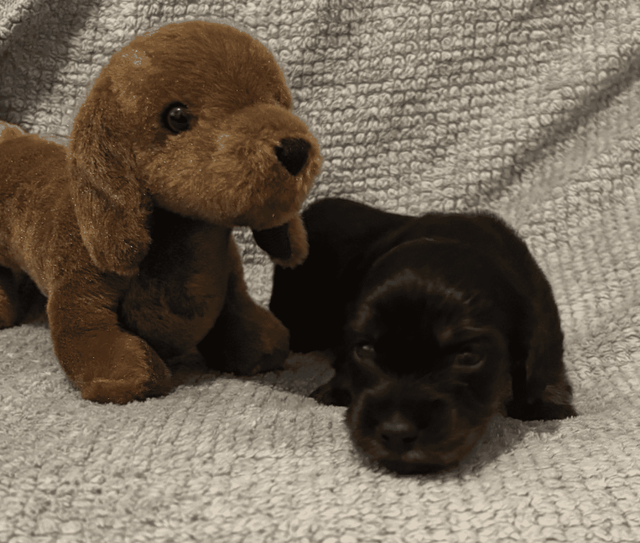 Dachshund Puppies image 7
