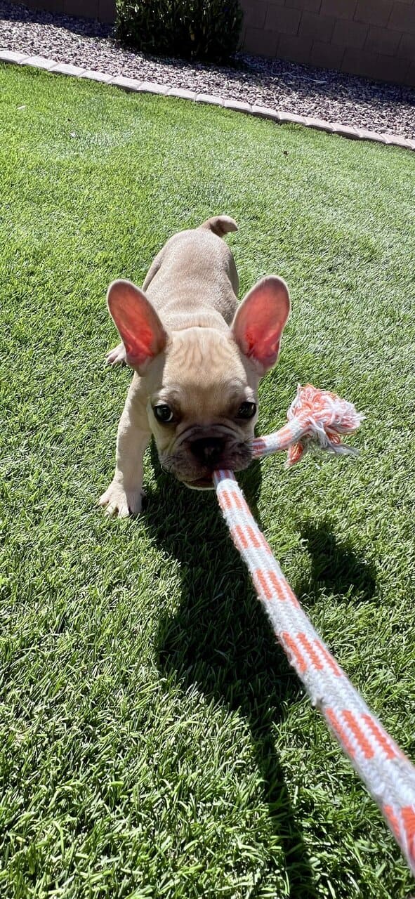 French Bulldog Puppy 🐾 image 3