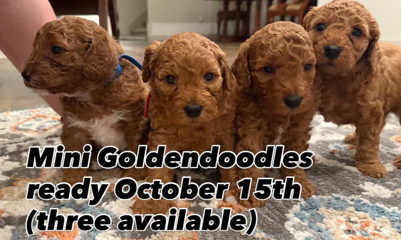Mini Goldendoodle puppies image 8