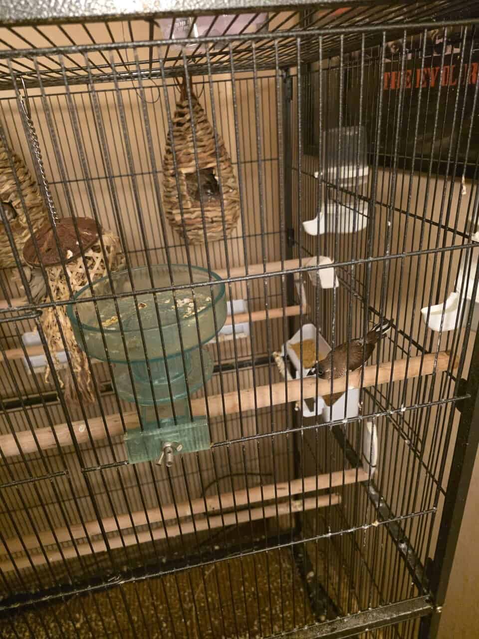 13 hand raised and bred society finches for sale image 2