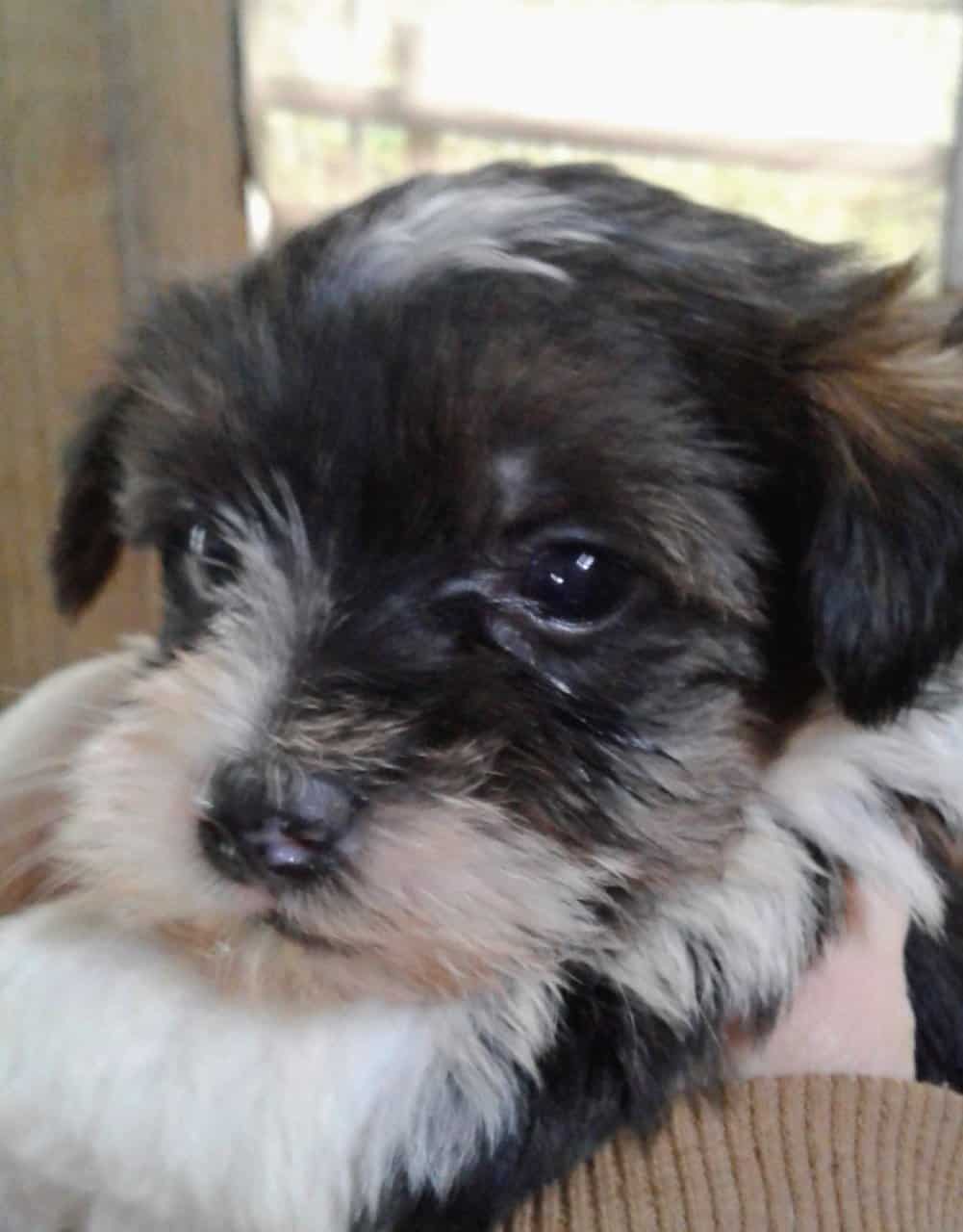 Morkie puppies image 1