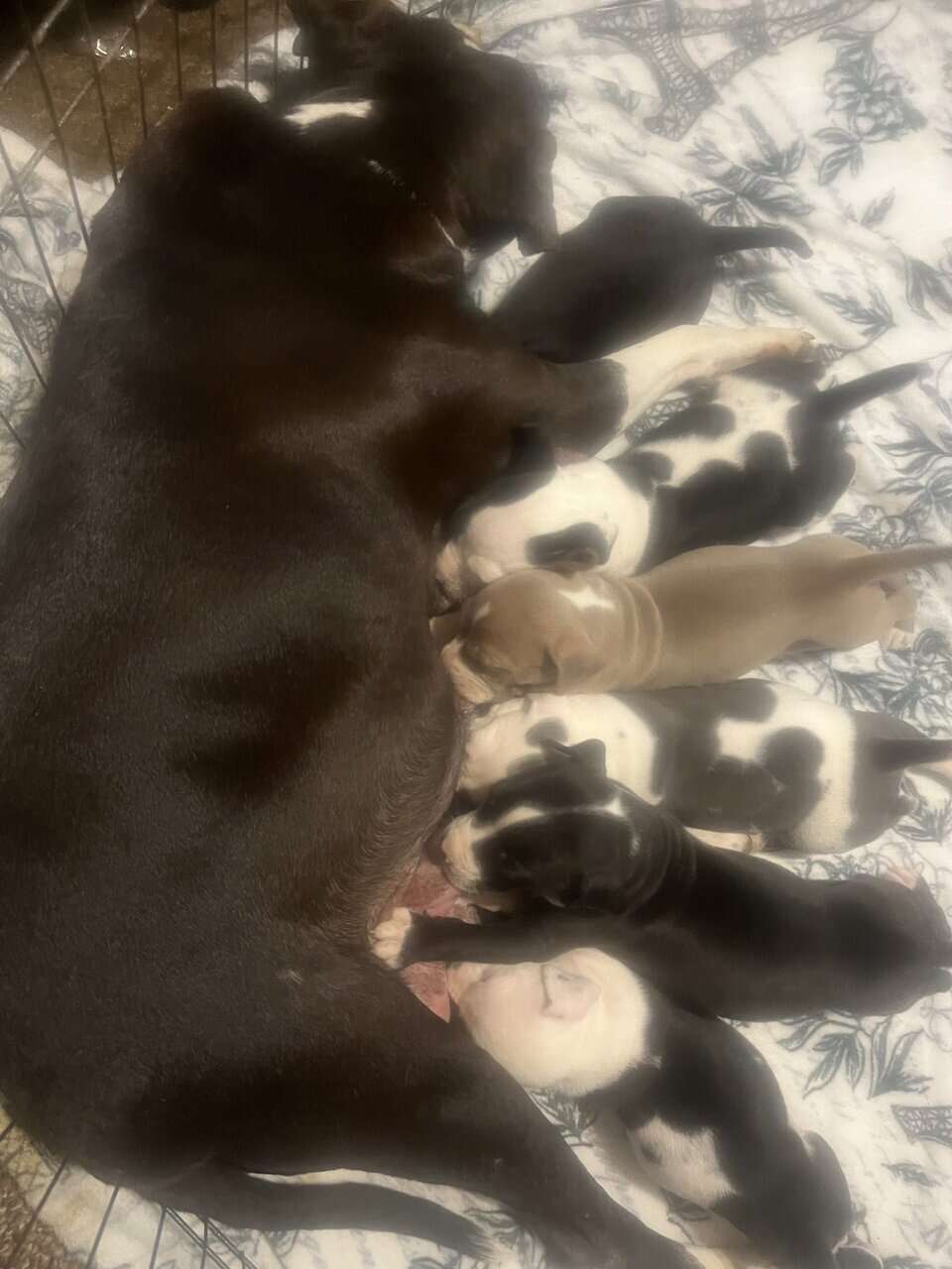 Pit lovers only image 1