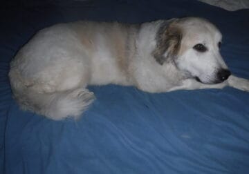 2 year old Great Pyrenees