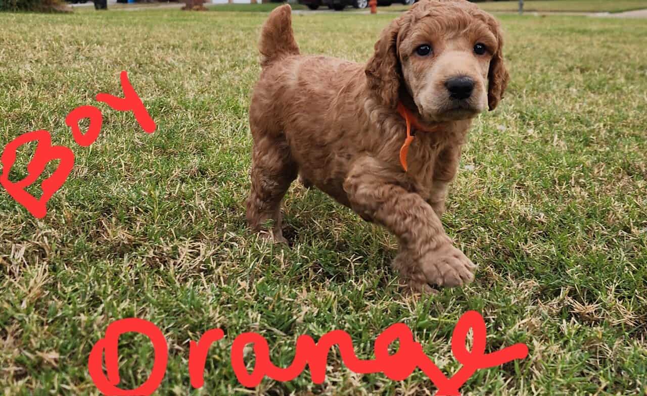 AKC Standard Poodle puppies image 1