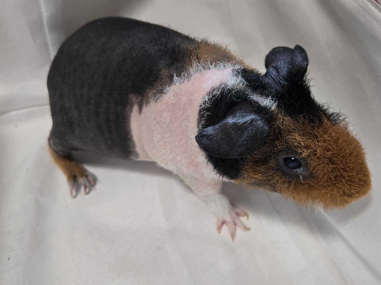 Skinny Pigs image 10