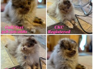 Pomeranian chocolate / Lavender Merle