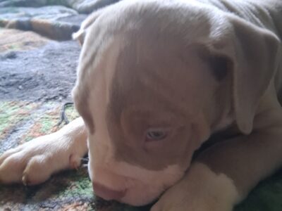 Tan with white pitbull Rambo