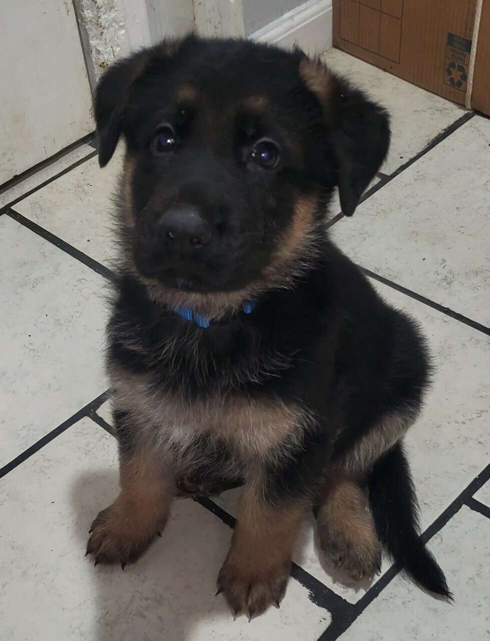 GERMAN SHEPHER PUPPIES image 6