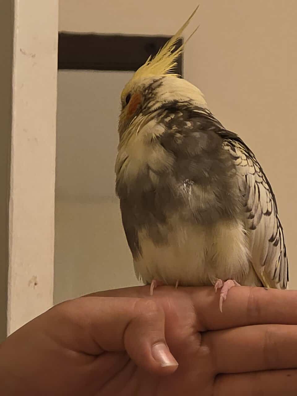 1 pair of cockatiels for sale image 4