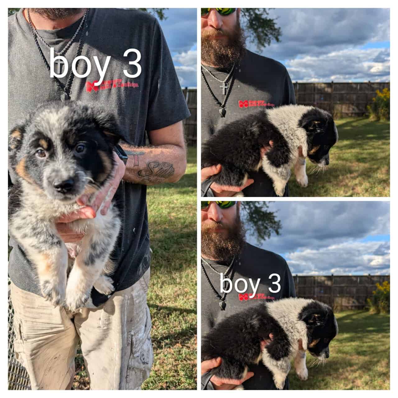 Texas heeler puppies image 4