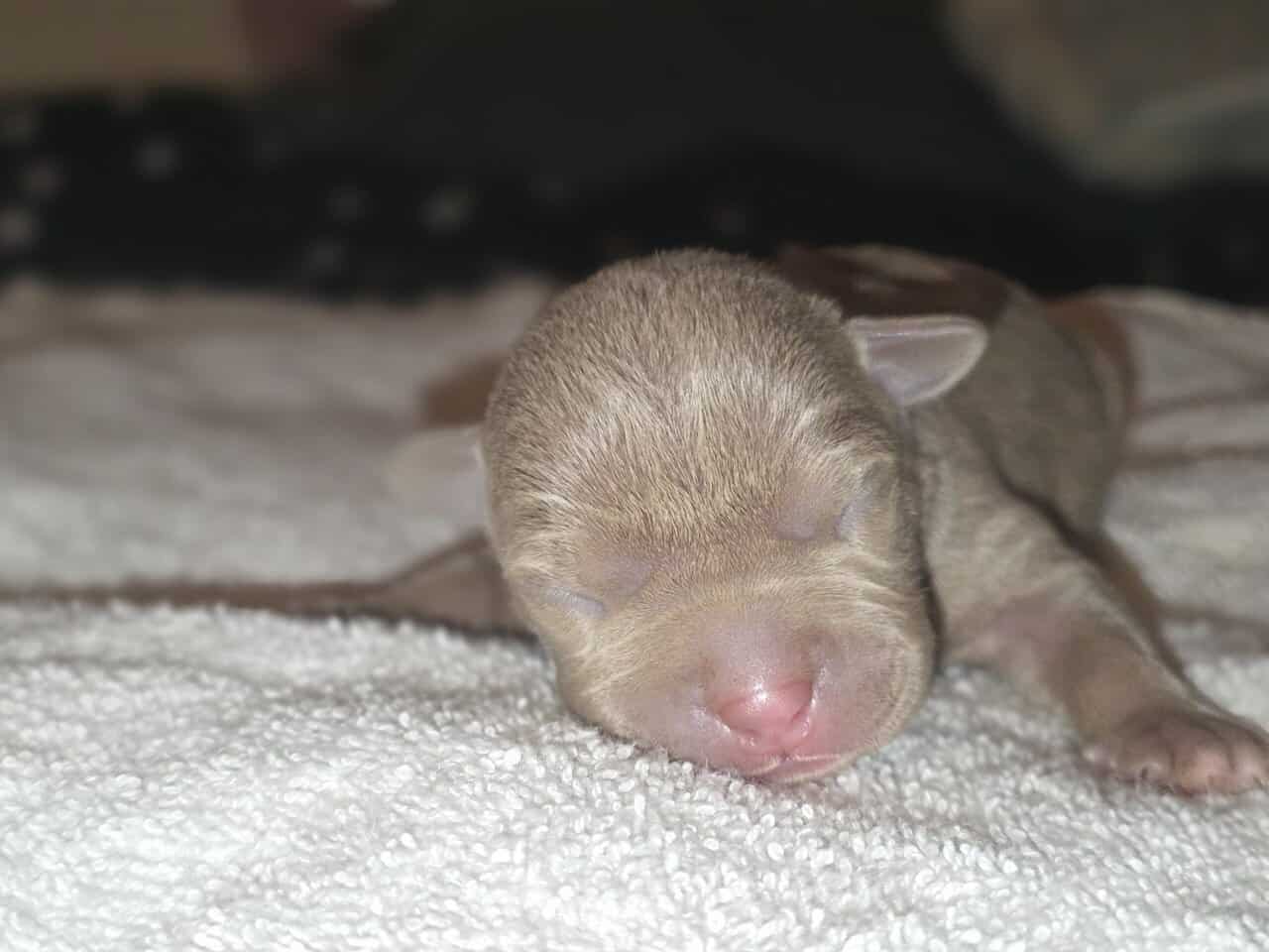 Classic American Bully Puppies Rehome image 4