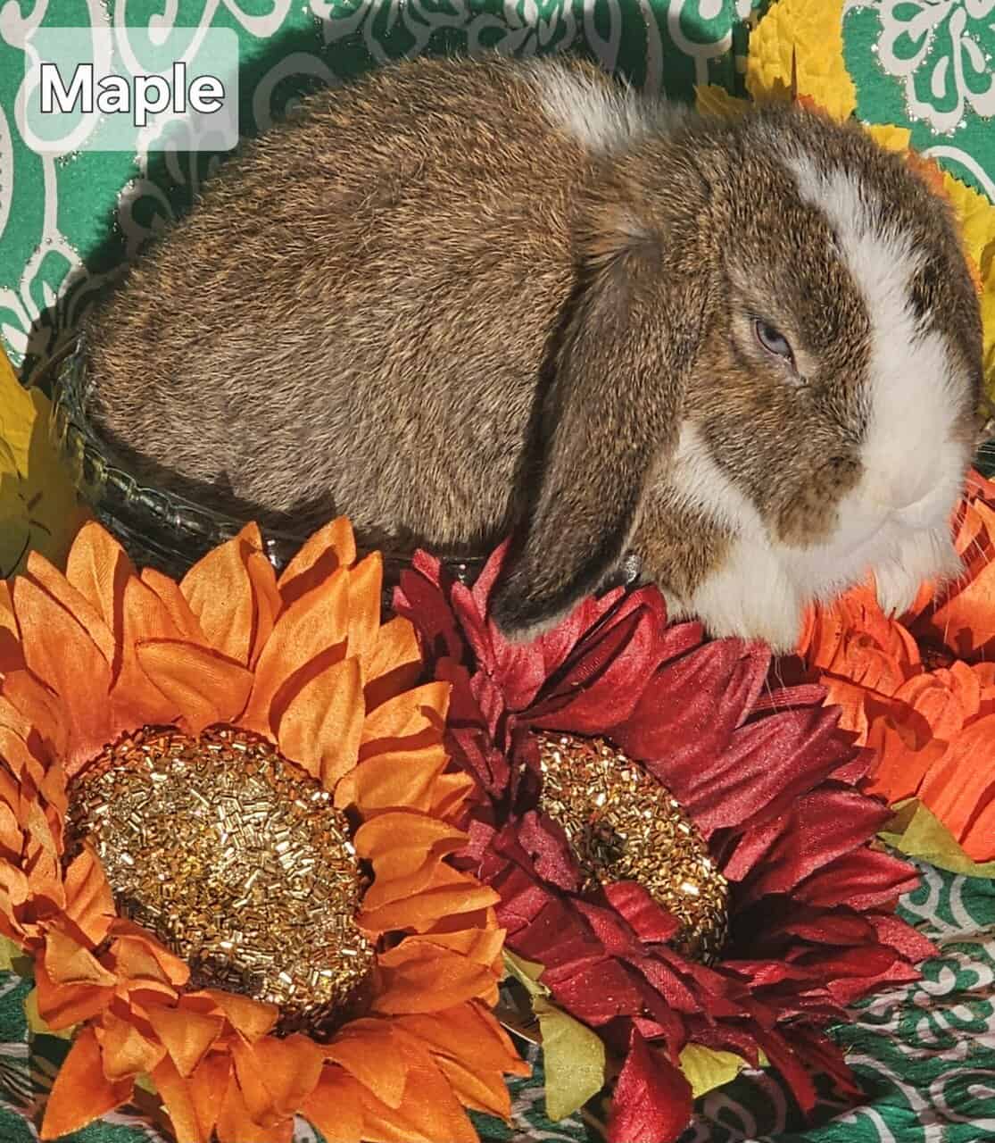 Adorable Mini Holland Lops For Adoption image 2