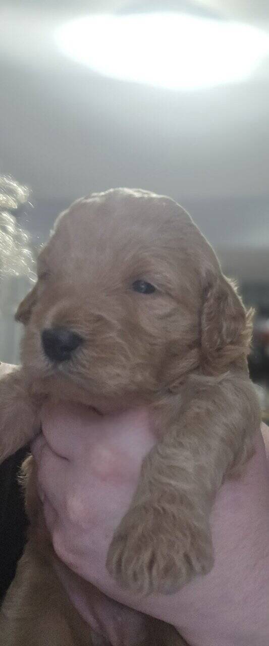 Goldendoodles image 7