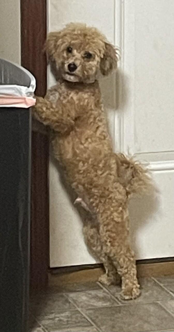 Poochon puppy image 4