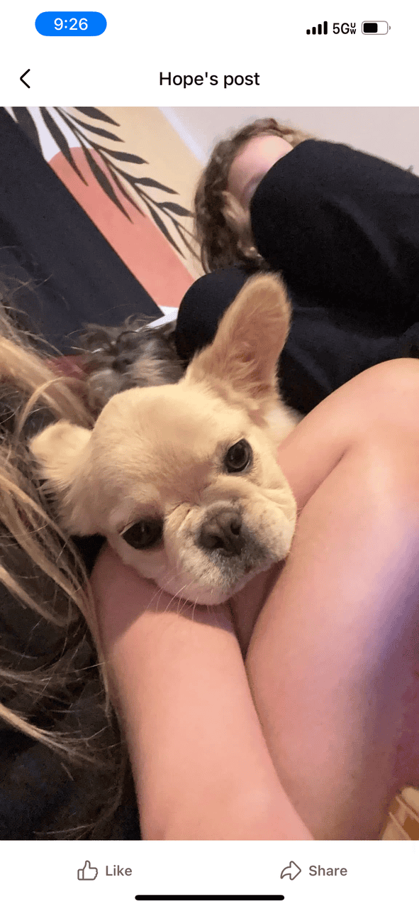 Fluffy frenchie image 1