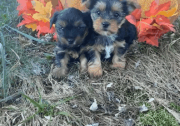 Teacup Yorkies puppies